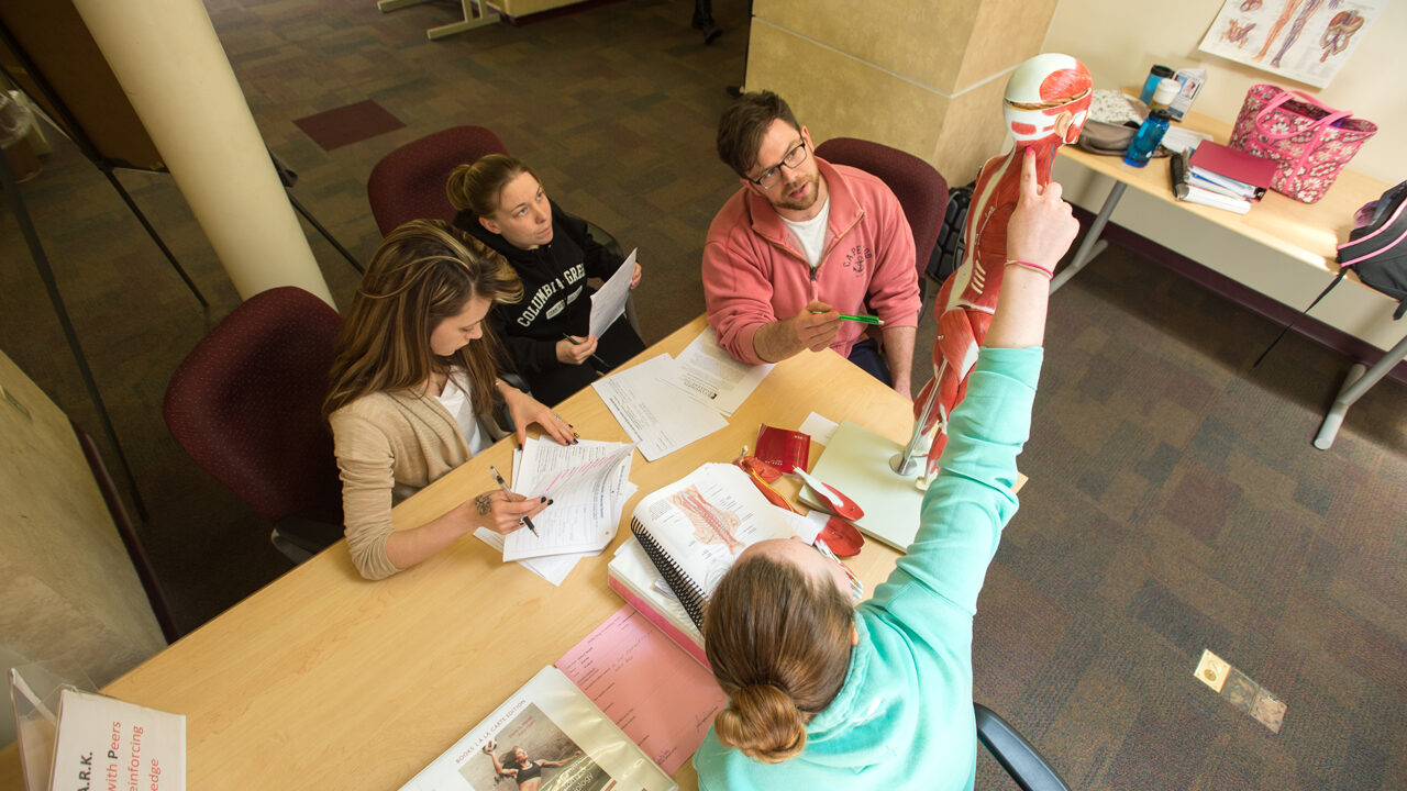 Students studying the human body